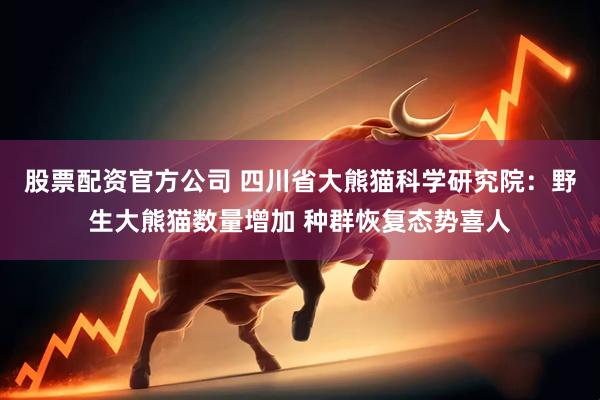 股票配资官方公司 四川省大熊猫科学研究院：野生大熊猫数量增加 种群恢复态势喜人
